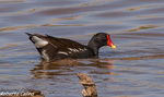 Polla de agua (Gallinula chloropus)