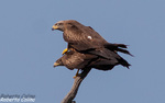 Milano negro (Milvus migrans)