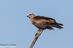 Milano negro (Milvus migrans)