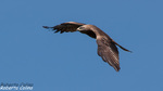 Milano negro (Milvus migrans)