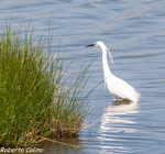 Garceta común (Egretta garzeta)