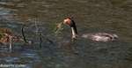 Somormujo lavanco (Podiceps cristatus)