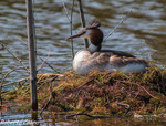 Somormujo lavanco (Podiceps cristatus)