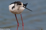 Cigüeñuela (Himantopus himantopus)