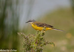 Lavandera boyera (Motacilla flava)