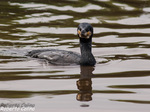 Cormoran grande (Phalacrocorax carbo)