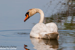 Cisne vulgar (Cygnus olor)