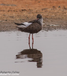 Archibebe común (Tringa totanus)
