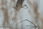 Garza real (Ardea cinerea)