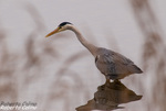 Garza real (Ardea cinerea)