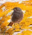 Colirrojo tizón (Phoenicurus ochruros)