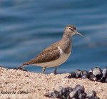 Andarríos chico (Triga hypoleucos)