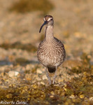 Zarapito trinador (Numenius phaeopus)