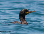 Cormorán moñudo (Phalacrocorax aristotelis)