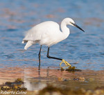 Garceta común (Egretta garzetta)