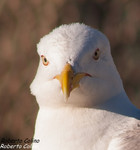 Gaviota patiamarilla (Larus michahelis)