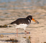 Ostrero (Haematopus ostralegus)