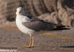 Gaviota patiamarilla (Larus michahelis)