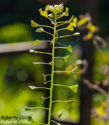 Bolsa de pastor (Capsella bursa pastoris)
