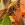 vespa crabro, kaki, avispón europeo, fruticultura ecológica