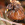 kaki, diospyros kaki, bombus, abejorro, insecting, agricultura ecológica, fruticultura ecológica, fauna auxiliar