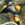 sturnus vulgaris, birding, birwatching, diospyros kaki, estornino pinto