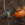 herrerillo común, parus caeruleus, birding, birwatching, fruticultura ecológica, kaki, diospyros kaki