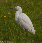 Garceta común (Egretta garzetta), birds, birding, birdwatching, Salburua, aves