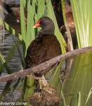 , birds, birding, birdwatching, Salburua, aves, Polla de agua (Gallinula chloropus) 