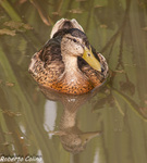 Anade real (Anas platyrhynchos), birds, birding, birdwatching, Salburua, aves