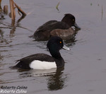 Porrón moñudo (Aythya fuligula), birds, birding, birdwatching, Salburua, aves