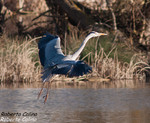 Garza real (Ardea cinerea), birds, birding, birdwatching, Salburua, aves