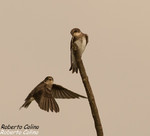 Avión zapador (Riparia riparia), birds, birding, birdwatching, Salburua, aves