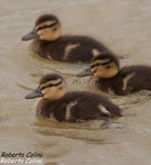Anade real (Anas platyrhynchos), birds, birding, birdwatching, Salburua, aves