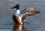 Pato cuchara (Anas clypeata), birds, birding, birdwatching, Salburua, aves