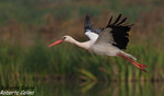 Cigüeña común (Ciconia ciconia), birds, birding, birdwatching, Salburua, aves