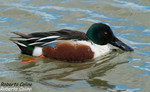 Pato cuchara (Anas clypeata), birds, birding, birdwatching, Salburua, aves