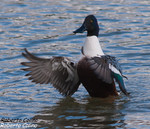 Pato cuchara (Anas clypeata), birds, birding, birdwatching, Salburua, aves
