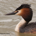 Somormujo lavanco (Podiceps cristatus), birds, birding, birdwatching, Salburua, aves