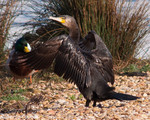 Cormorán grande (Phalacrocorax carbo), birds, birding, birdwatching, Salburua, aves