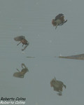 Agachadiza común (Gallinago gallinago), birds, birding, birdwatching, Salburua, aves