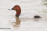 Porrón común (Aythya ferina), birds, birding, birdwatching, Salburua, aves