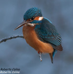 Martín pescador (Alcedo athis), birds, birding, birdwatching, Salburua, aves