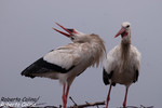 Cigüeña común (Ciconia ciconia), birds, birding, birdwatching, Salburua, aves