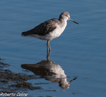 archibebe claro, tringa nebularia, marismas santoña, aves, birds, birding, birdwatching