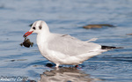 Gaviota reidora (Larus ridibundus), marismas santoña, aves, birds, birding, birdwatching