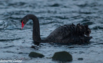 Cisne negro (Cygnus atratus), marismas santoña, aves, birds, birding, birdwatching