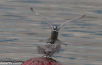 Charrán patinegro (Sterna sandvicensis), marismas santoña, aves, birds, birding, birdwatching