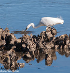 Garceta común (Egretta garzeta), marismas santoña, aves, birds, birding, birdwatching