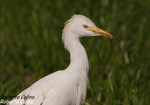 Garcilla bueyera (Bubulcus ibis), marismas santoña, aves, birds, birding, birdwatching